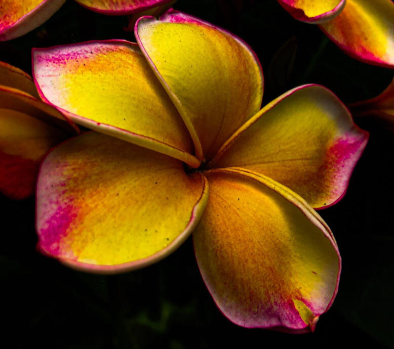 If you know what flower is this, lemme know